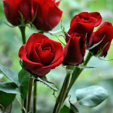 用户: alauddin molla