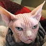 Дмитрий Котик