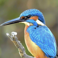 北二 魚狗的頭像