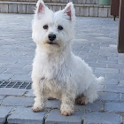 Kullanıcı: martine schoer