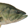 Lee