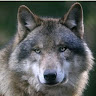 Greywolf