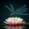 dragonfly30902