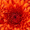 Aidel Cohen's photo