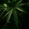 tal zangi's photo
