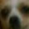 Dante profile picture