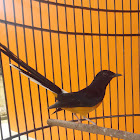 Utente: Lili Suryadi