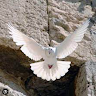 רוני's photo