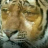 鄧浚英