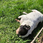 عضو: Alexis Deputier