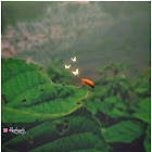 Utente: MST SHIRINA AKTER