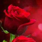 Uživatel: Ramdhari Ramdhari