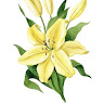 buyer avatar