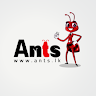 Ants Web03