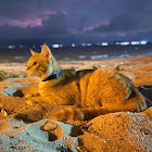 ผู้ใช้: Moises Aviz