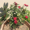 User ID : 81967