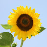 Dana Axlrod Asrsf's photo