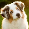 ciscothedog005