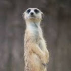 Kullanıcı: Robert Pruitt