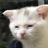 userThumbnail