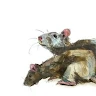 ratten family