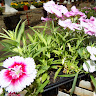 Rosetta Nursery Rosetta Nursery
