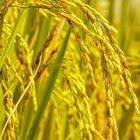 Nutzer: solo soulemane