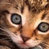 用戶: Gorrell Roberts