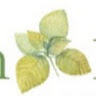 Writer: Green River Doula Network