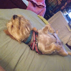 Kullanıcı: Ruben Daniel