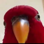 Pengguna: Bluebloxs TH