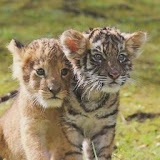 Raghavendra kv Raghu