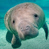 Manatee 1.'s profile image