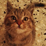 Elvira G.