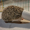Hei author photo 