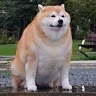 lilkruchi