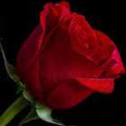 Kullanıcı: Anth Shiyama