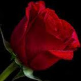 用戶: Anth Shiyama