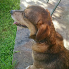 Nutzer: VAGELHS KOSMAS