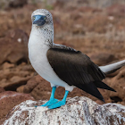 Utilisateur: Sensei Ricks