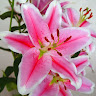 Created by