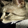imakuniomosiroi's Avatar