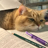 studycookies