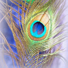 Nutzer: Jyoti Ranjan