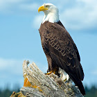 Uživatel: Tristan Hankins