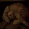 よう