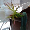 Foto de Francisca C.