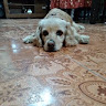 Angela