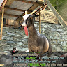 Writer: GoatComedian4360 -
