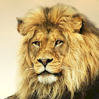 Käyttäjä: Cavid Zeynalov